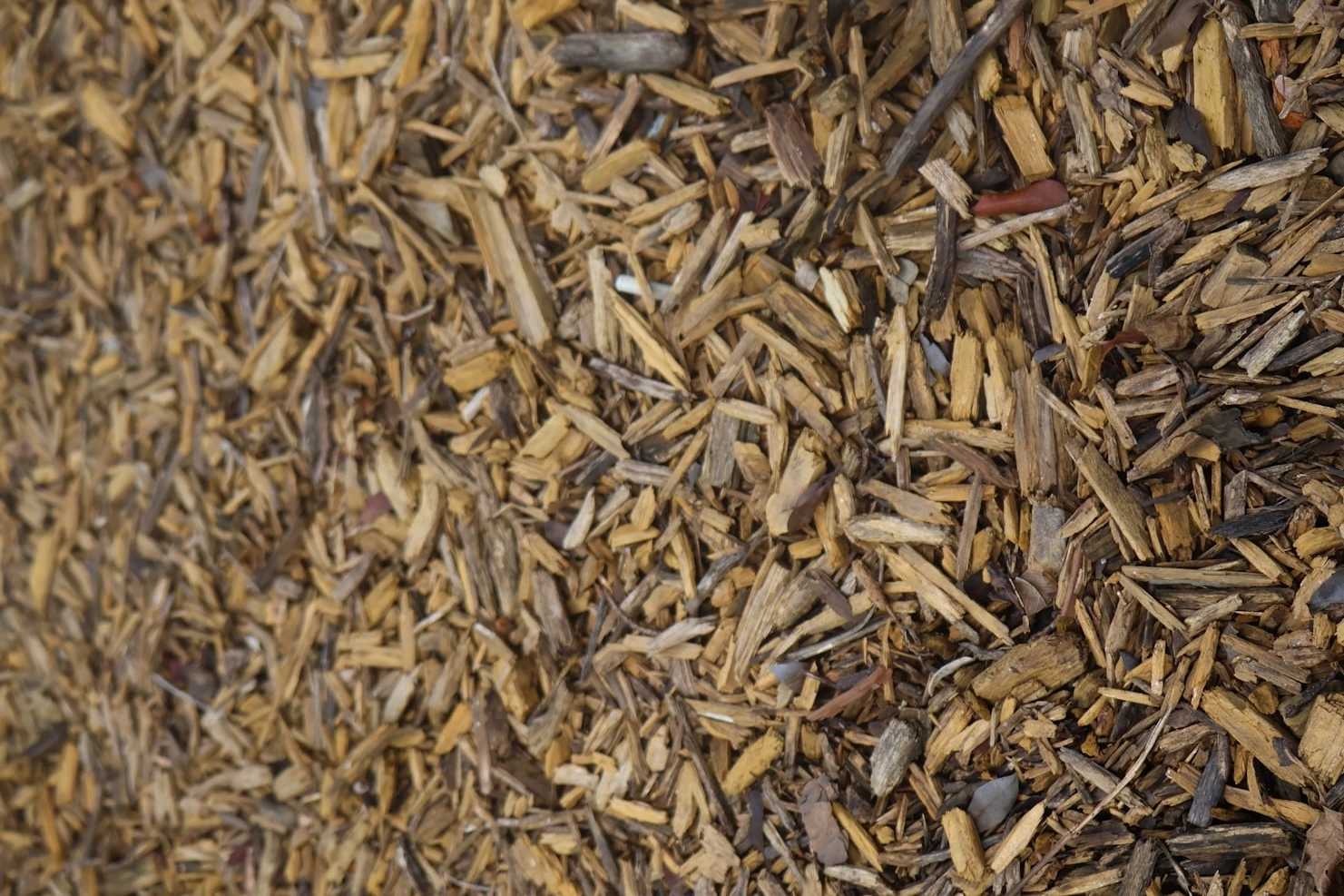 Pine maritime bark