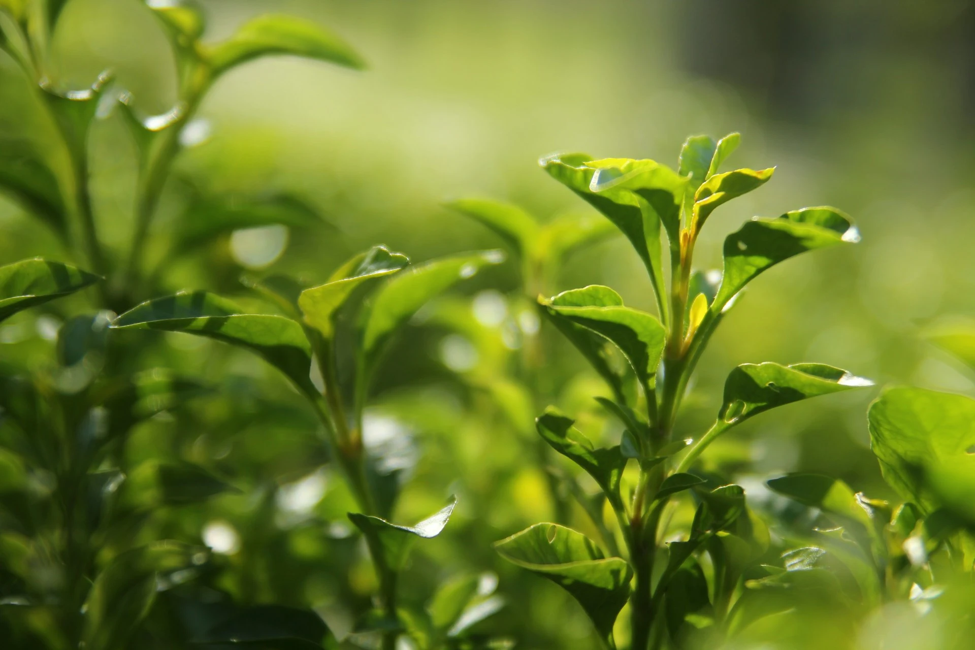Green tea