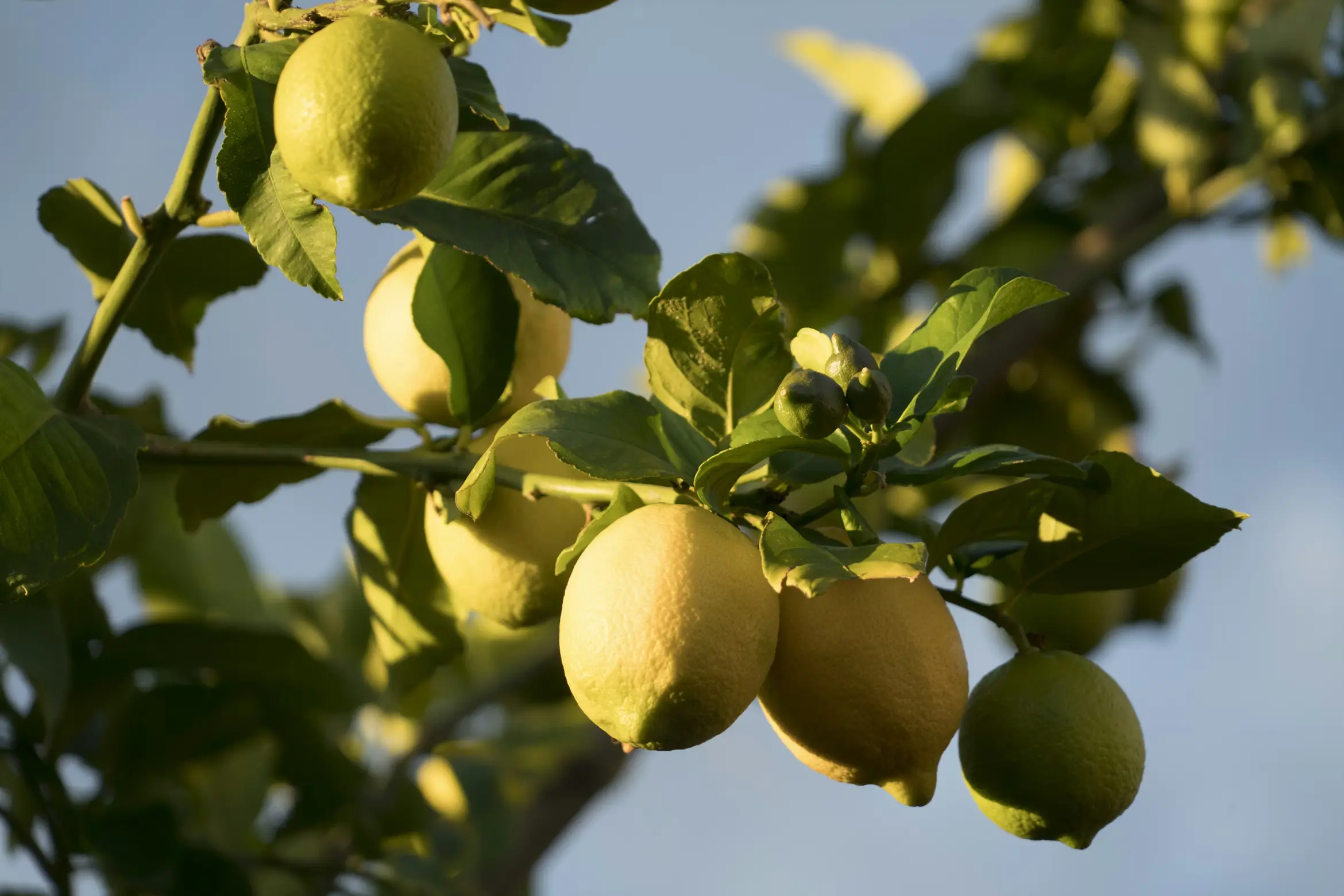 Citrus fruit, vitamin C